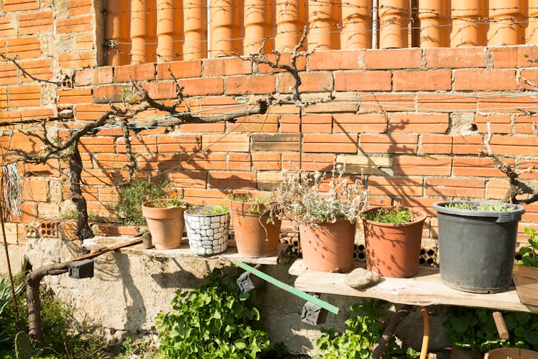 straggly plants in pots with bead bush