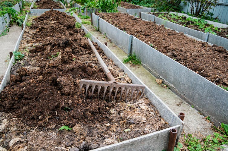 garden bed with rake and manure on top