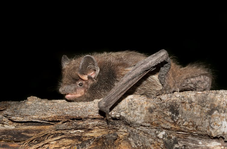 a silver-haired bat