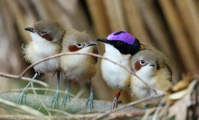 A purple-crowned fairy-wren father with his recently fledged offspring