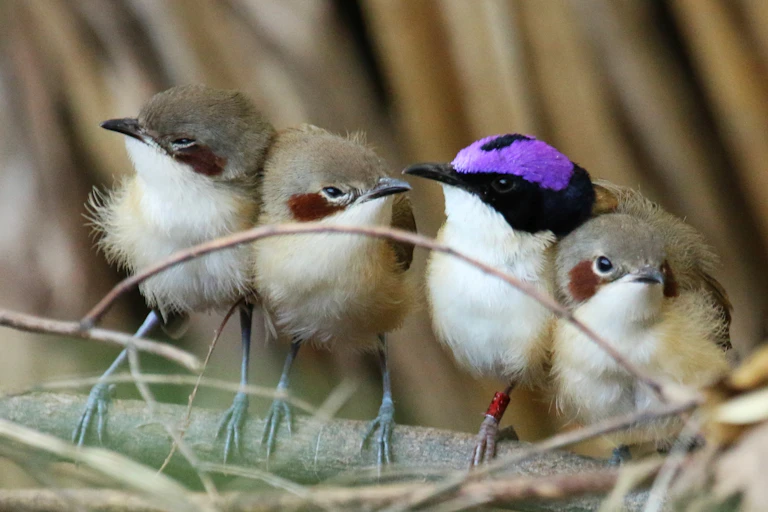 A purple-crowned fairy-wren father with his recently fledged offspring