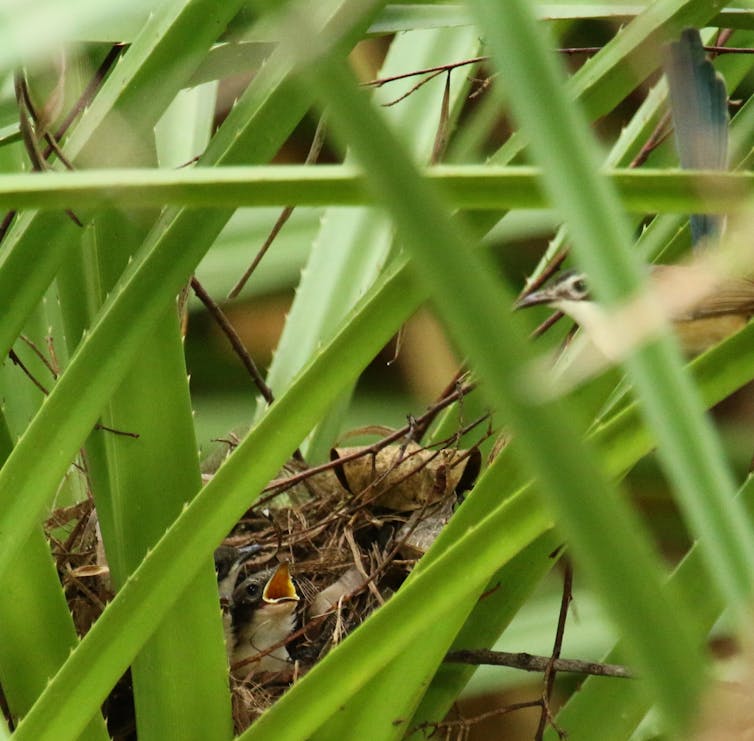 chicks with open mouth in nest with greenery