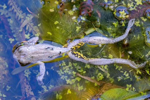 Australian frogs are dying en masse again, and we need your help to find out why