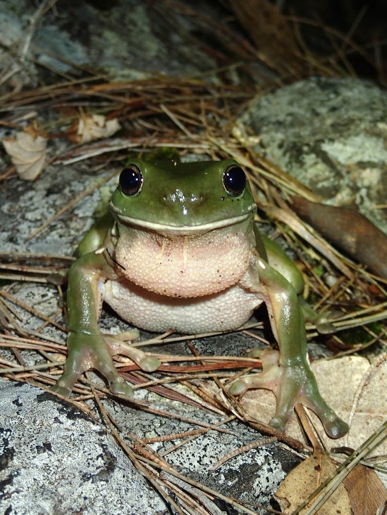 A healthy green tree frog.