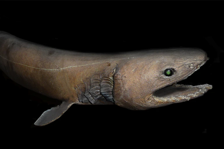 A frilled shark underwater