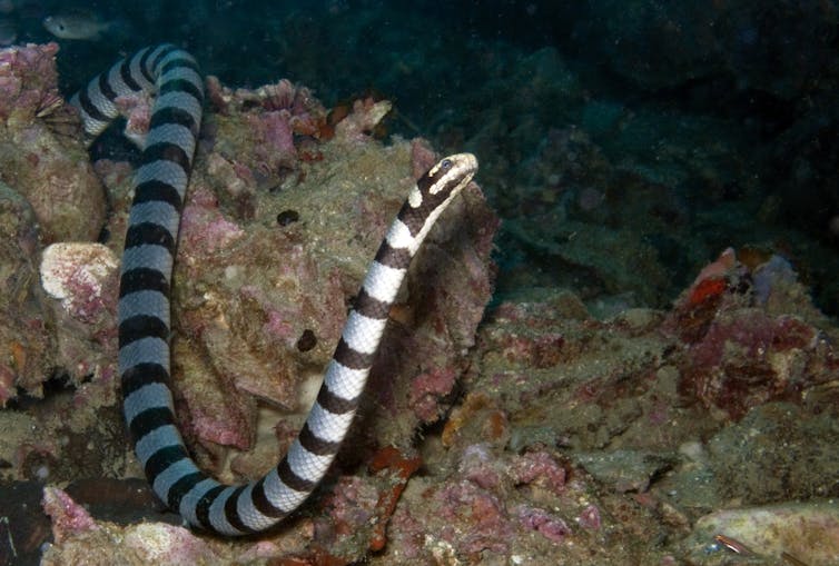 Black and white striped sea snake glides around coral underwater