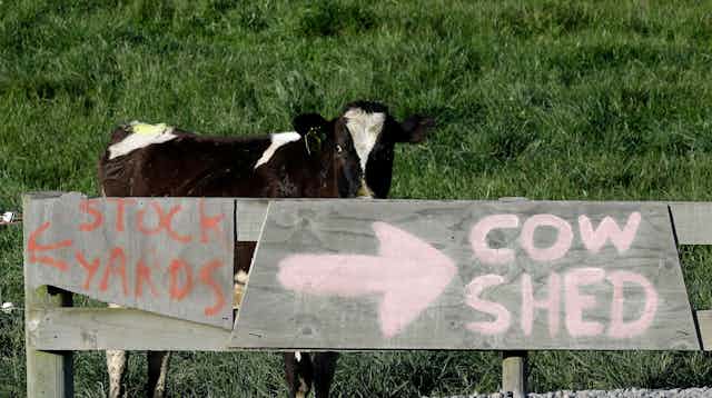 A cow peers over a sign that says Cow Shed