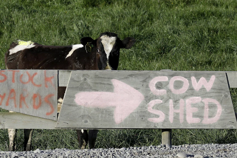 A cow peers over a sign that says Cow Shed