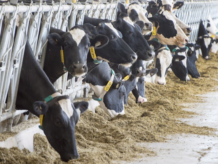 Dairy cows poke their heads through metal bars to eat hay in a barn.