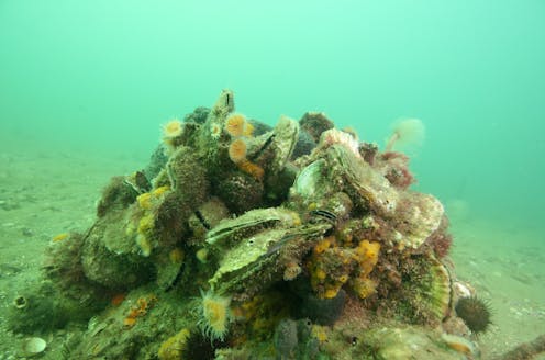 Once the fish factories and ‘kidneys’ of colder seas, Australia’s decimated shellfish reefs are coming back