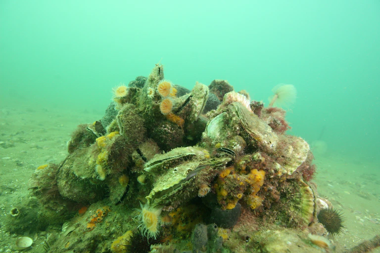 Flat oyster reef