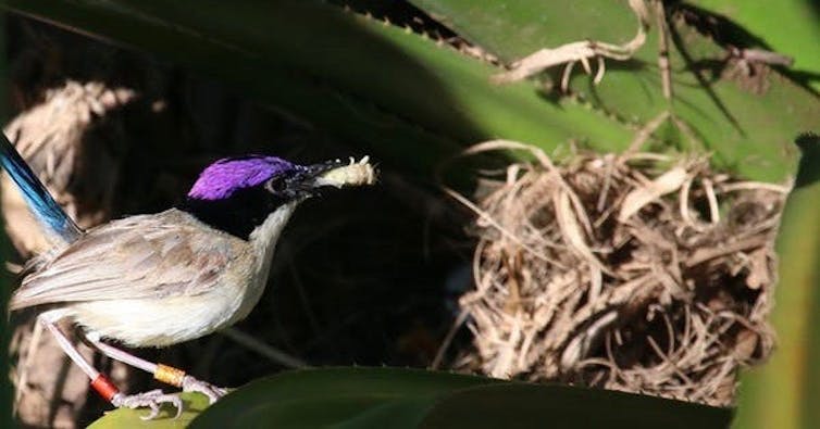 small bird at nest with food in mouth