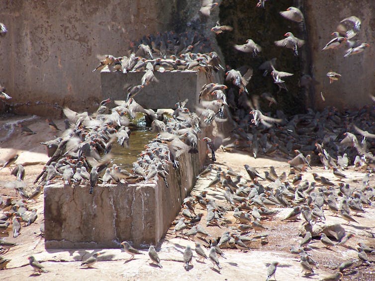 birds drink and shelter in shade
