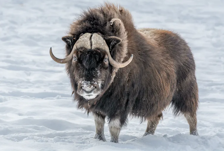 shaggy haired ox with big horns stood on snow