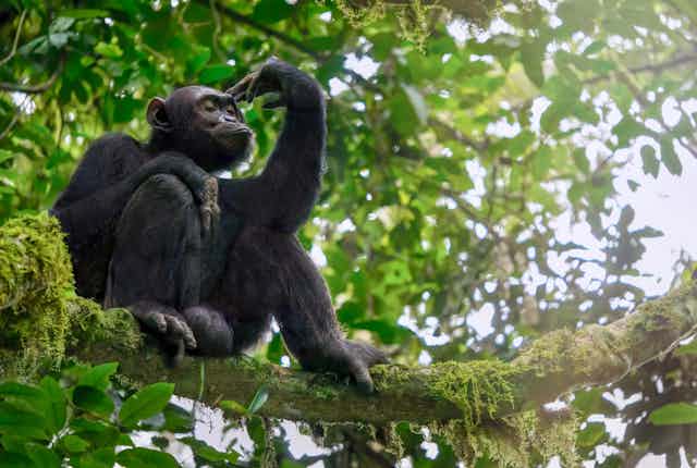 Image d'un chimpanzé dans un arbre.