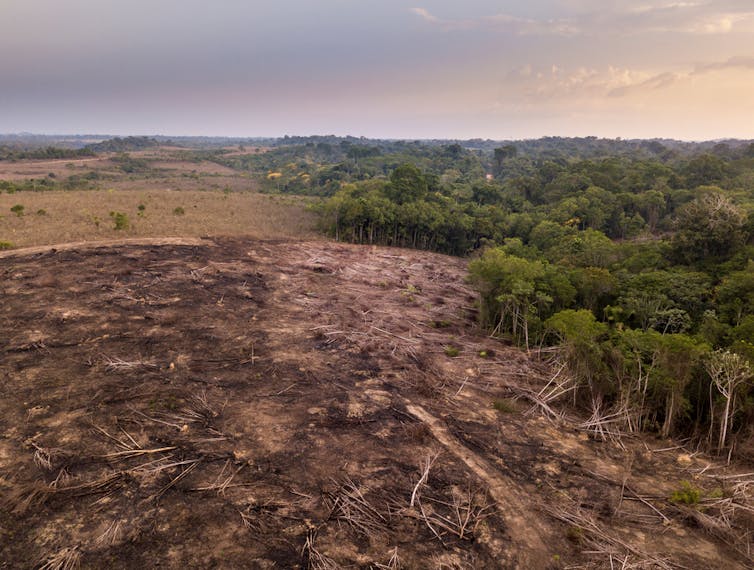 Letecký pohled z dronu na odlesňování v amazonském deštném pralese. Nelegálně kácené a spálené stromy za účelem otevření půdy pro zemědělství a chov dobytka v národním lese Jamanxim, Para, Brazílie