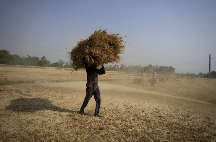 Un homme transporte du blé