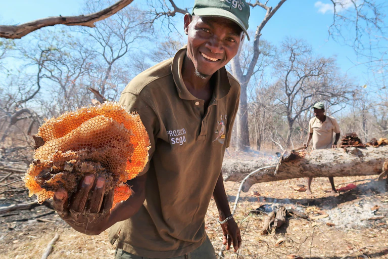 A smiling man in a brown t-shirt and green peak cap holds a huge honeycomb in his hand, showing it to the photographer.