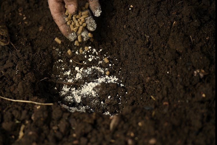 A hand spreads pellets and crushed rock over dirt.