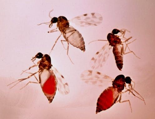 El tipo de bosque determina la abundancia de mosquitos transmisores de enfermedades como la malaria aviar El tipo de bosque determina la abundancia de mosquitos transmisores de enfermedades como la malaria aviar