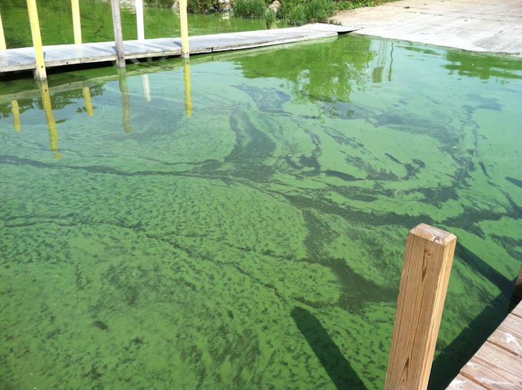 Green scum covers water around a dock.