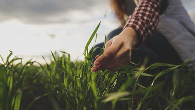 Une main se penche vers un champ et touche une plante.