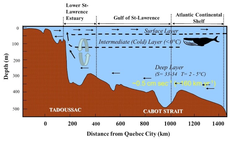 A graphic showing the depth of the St. Lawrence as it moves from Quebec City to the Atlantic Ocean, and the different water layers.