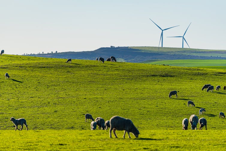 turbines behind sheep in field