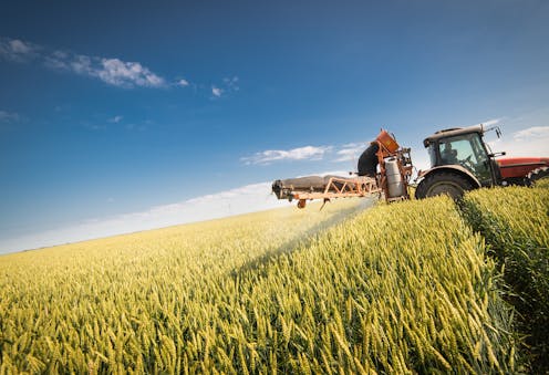 Trigos más eficientes para evitar las pérdidas de fertilizante que contaminan el agua y el aire Trigos más eficientes para evitar las pérdidas de fertilizante que contaminan el agua y el aire