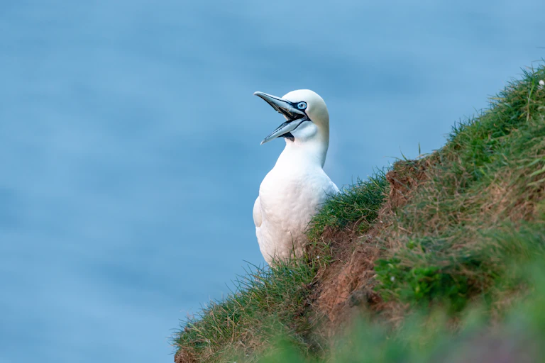 White bird on cliff