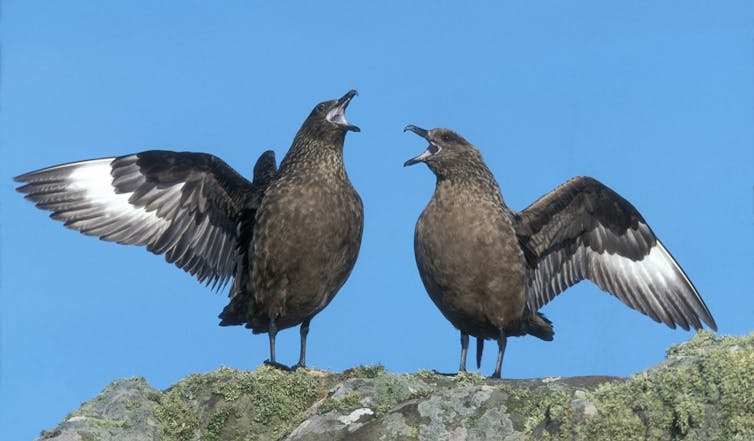 Two birds on a rock