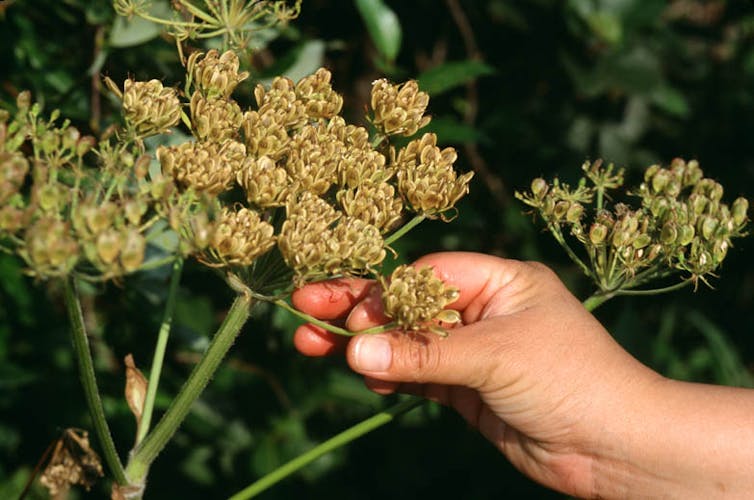 A hand holding a flower of a plant