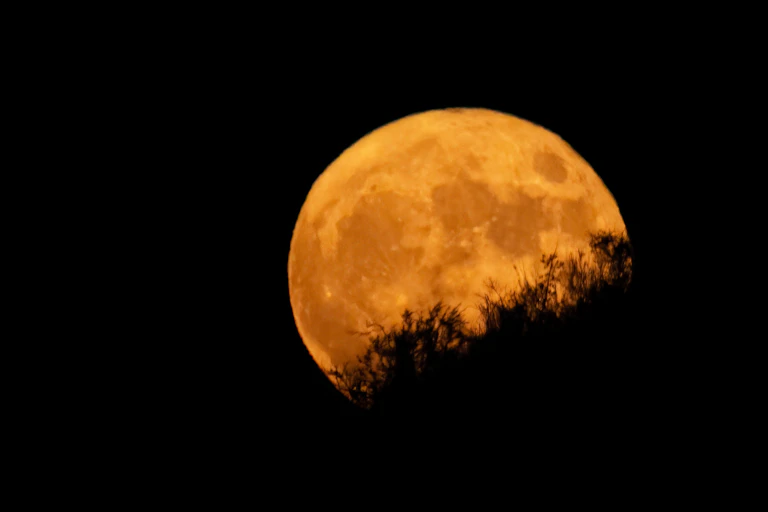 Image de la Lune d'octobre 2020, légèrement orangée, derrière des buissons.