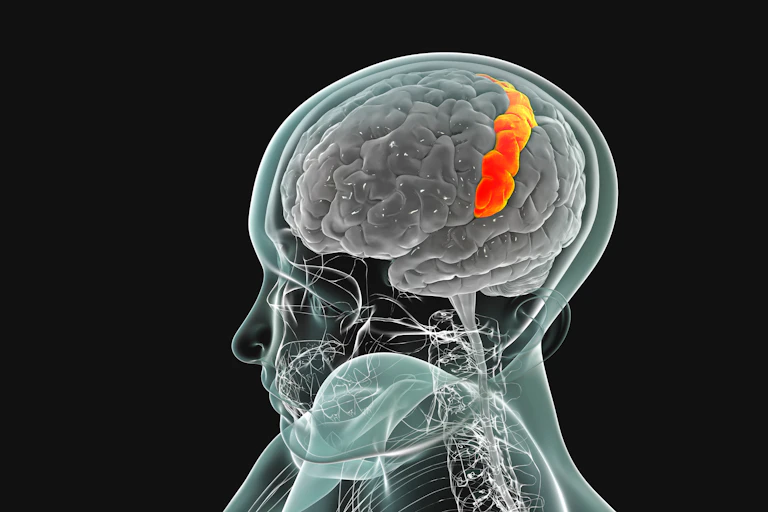 Illustration of a brain in a translucent head, with one section highlighted in orange that arcs across the top of the brain