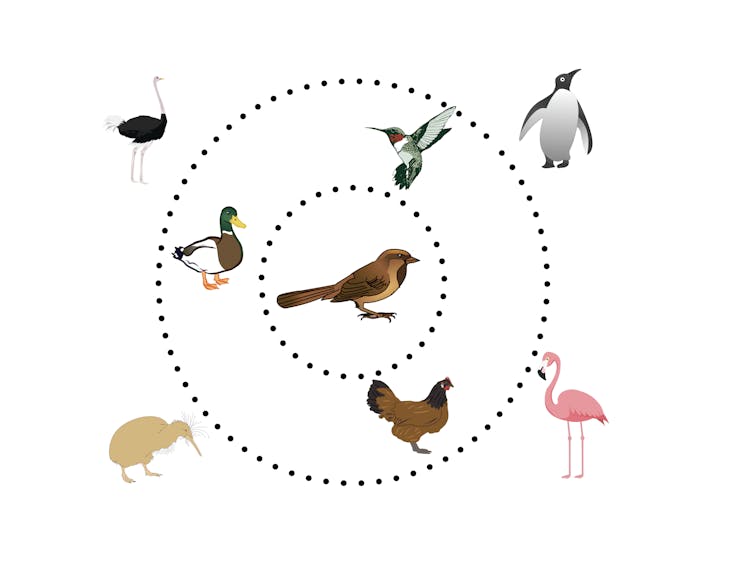 a graphic of a sparrow-like bird in the middle of a ring surrounded by a hummingbird, duck and chicken in a second ring, with an ostrich, kiwi, penguin and flamingo outside the second ring