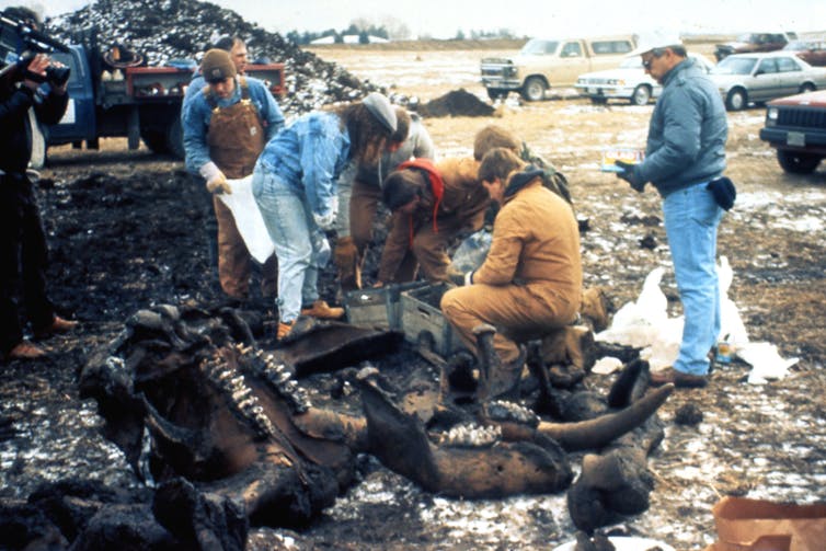 Científicos y trabajadores se reúnen alrededor de una quijada y cuernos que sobresalen del suelo.