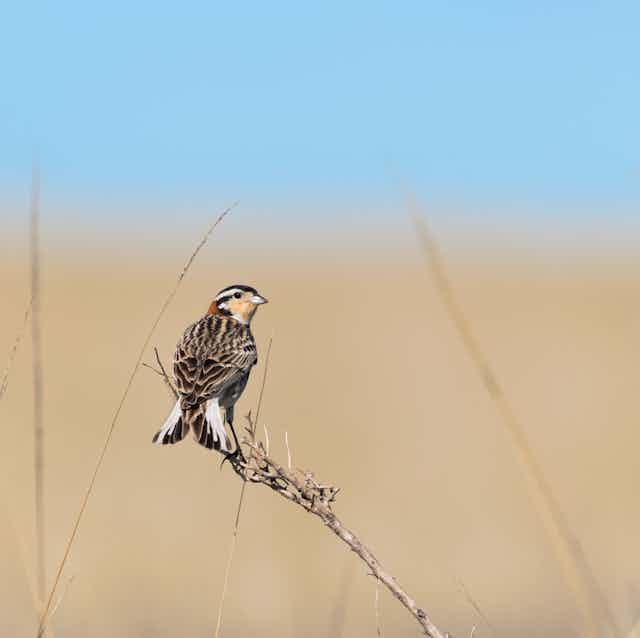 A small brown and white bird against a prairie background