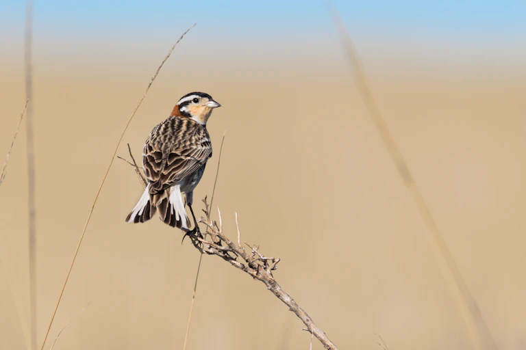 A small brown and white bird against a prairie background
