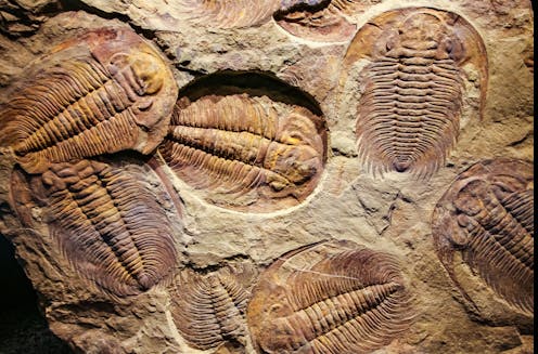New Zealand should celebrate its remarkable prehistoric past with national fossil emblems – have your say!