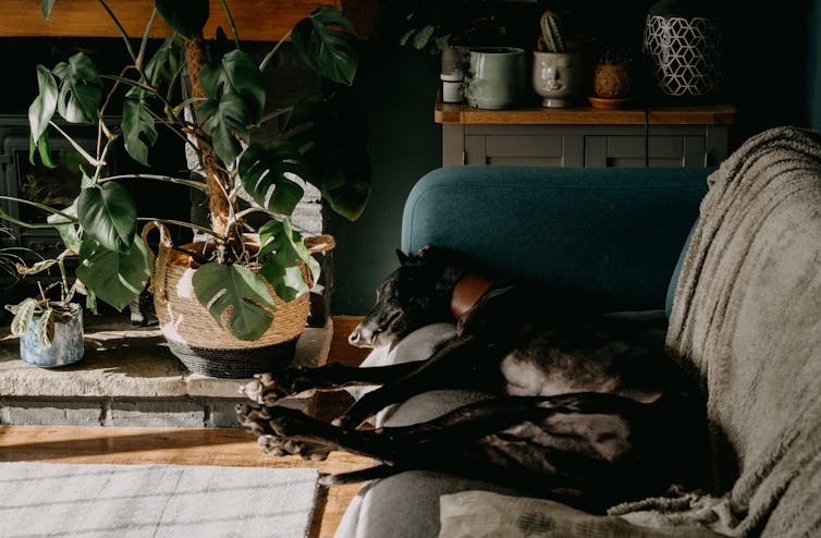 A black greyhound snoozing on a couch