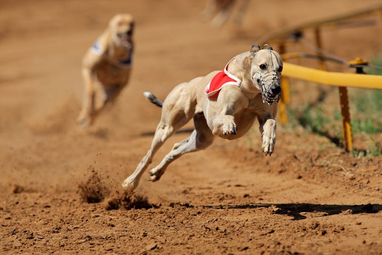 A light brown greyhound races on a track