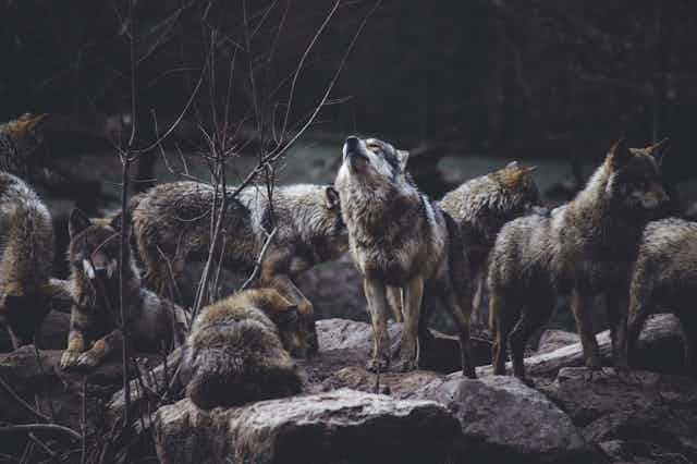 a pack of wolves on a rock formation
