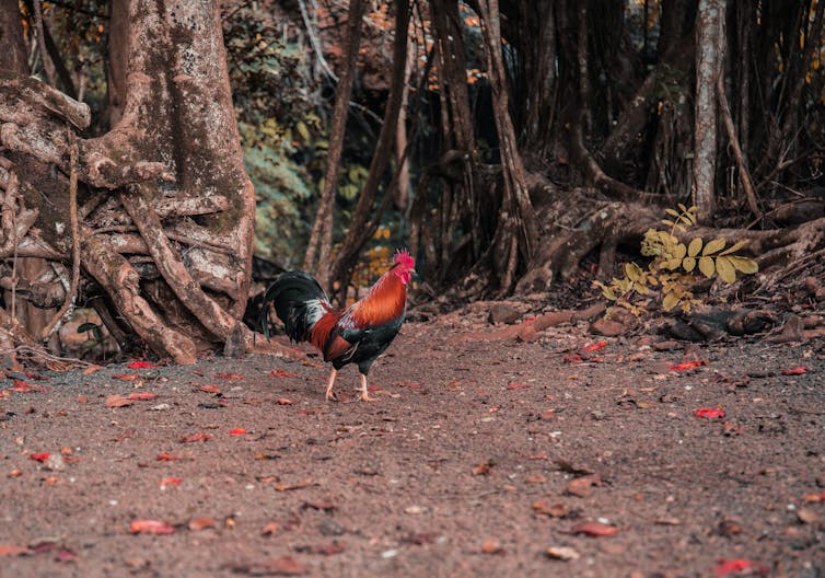 Rooster walks at the bottom of trees