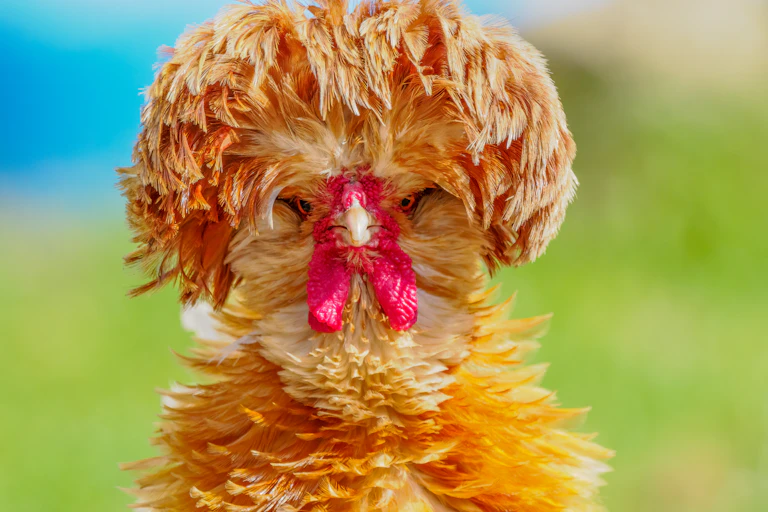 Cockerel with large head feathers
