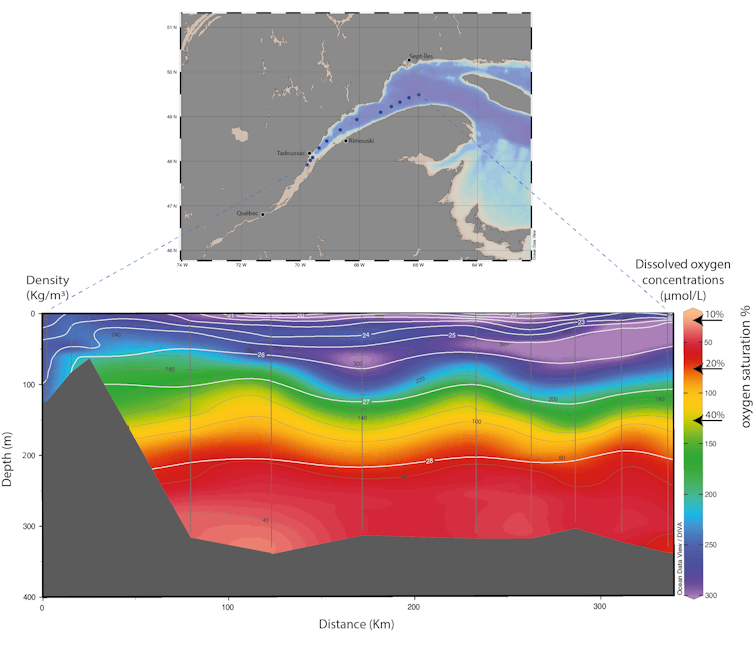 graphic showing dissolved oxygen concentrations between Tadoussac and the Gulf of the St. Lawrence.