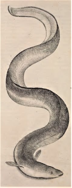 Anguila europea, según la ilustración incluida en el libro de Ippolito Salviani Aquatilium animalium historiae, impreso en Roma en 1554.