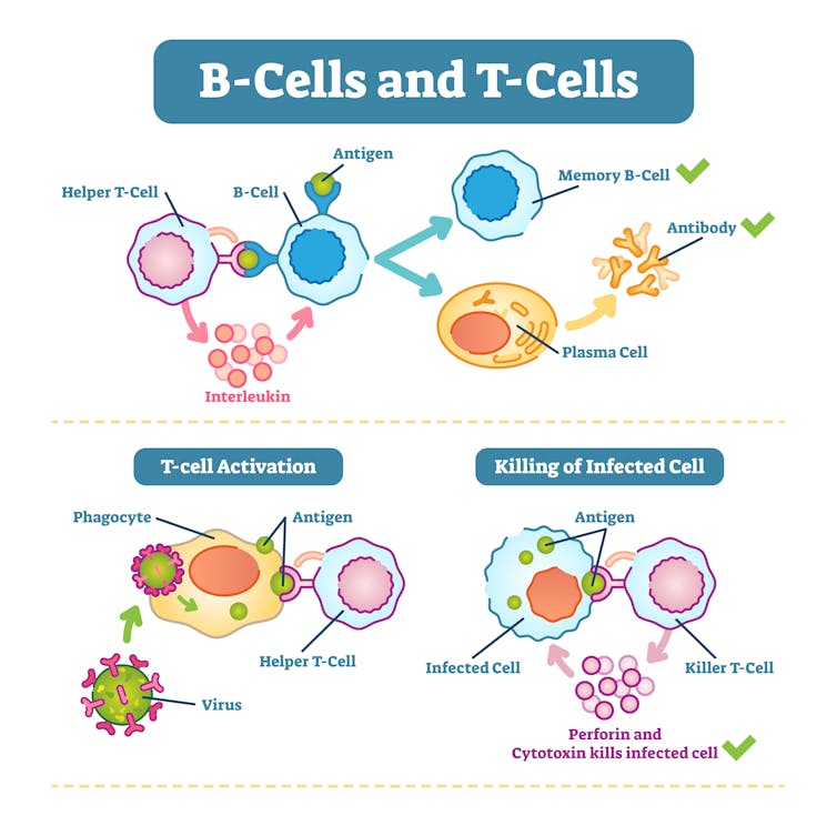 A schematic diagram demonstrating the roles of B cells and T cells in the immune response.