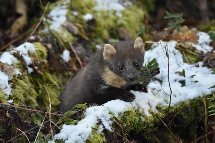 A brown mustelid peers over a mossy log dusted with snow.