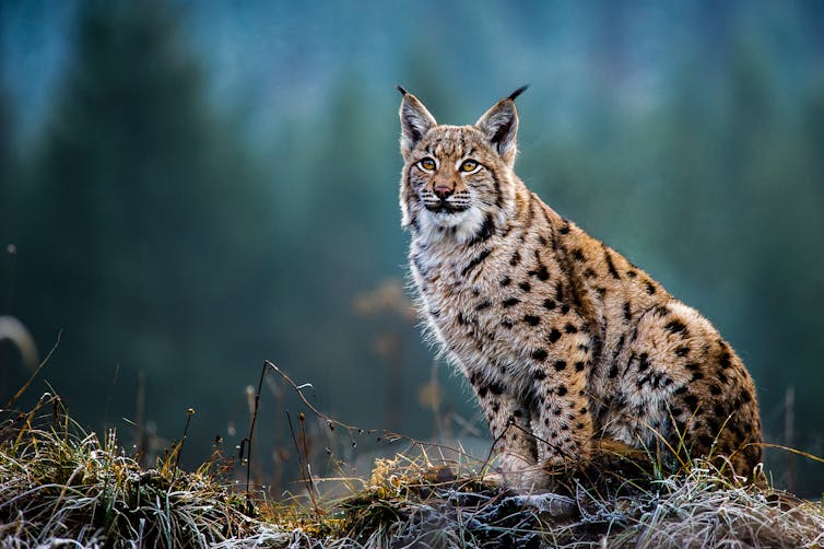 A large spotted wild feline with pointed ears sits in a forest clearing.