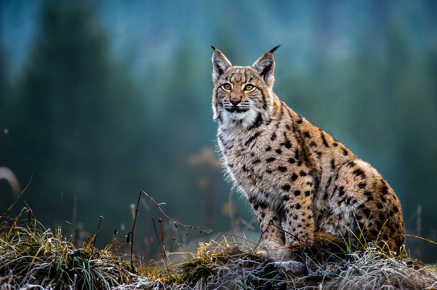Restoring native predators can control invasive species – if they pass ...